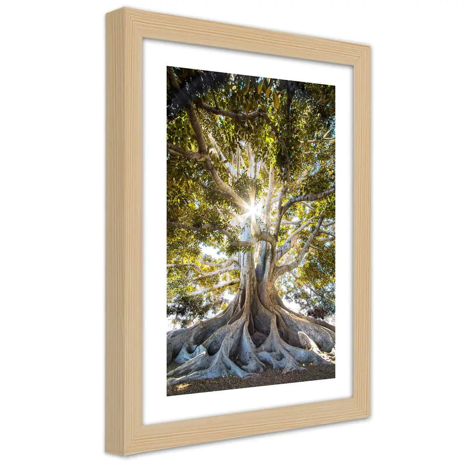 ⁨Obraz w ramie, Wielkie egzotyczne drzewo (Rozmiar 20x30)⁩ w sklepie Wasserman.eu