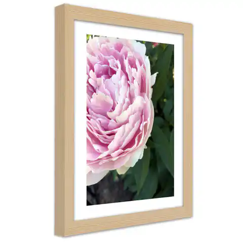 ⁨Obraz w ramie, Śliczna różowa piwonia (Rozmiar 60x90)⁩ w sklepie Wasserman.eu