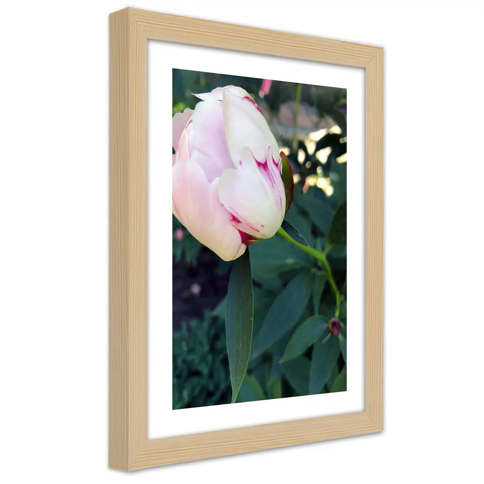 ⁨Obraz w ramie, Biała piwonia (Rozmiar 60x90)⁩ w sklepie Wasserman.eu