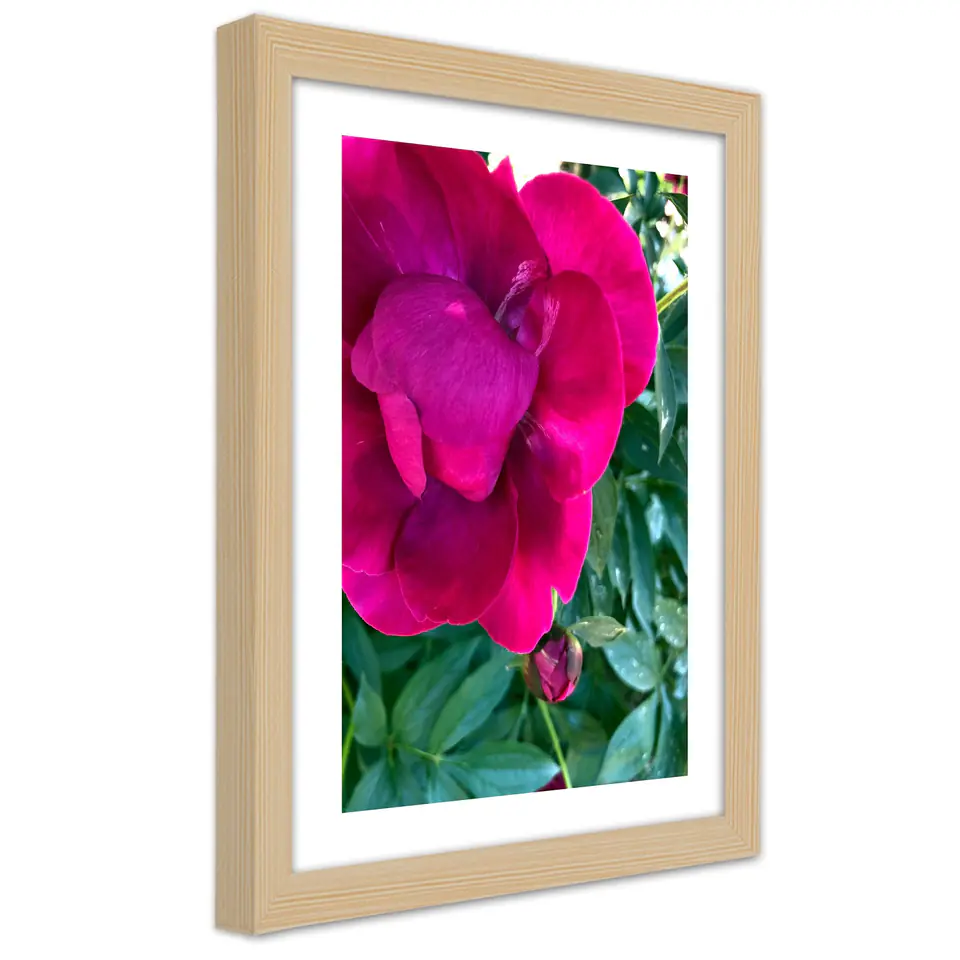 ⁨Obraz w ramie, Różowy duży kwiat (Rozmiar 30x45)⁩ w sklepie Wasserman.eu
