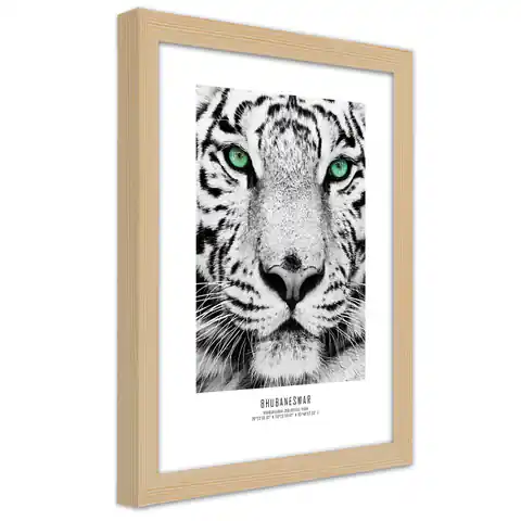 ⁨Obraz w ramie, Biały tygrys (Rozmiar 20x30)⁩ w sklepie Wasserman.eu