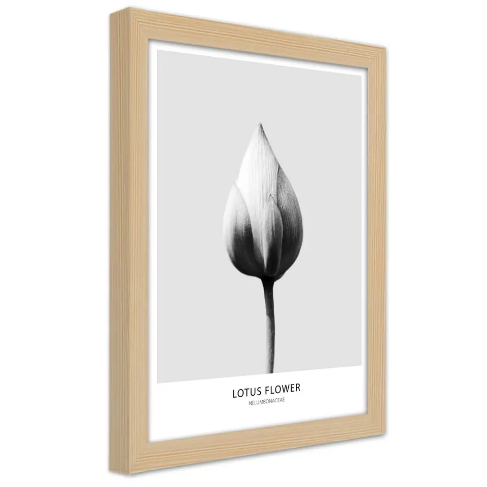 ⁨Natural Frame Poster, White Lotus Donut (Size 40x60)⁩ at Wasserman.eu