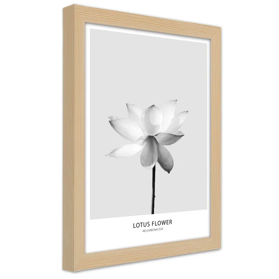 ⁨Natural frame poster, White lotus flower (Size 70x100)⁩ at Wasserman.eu