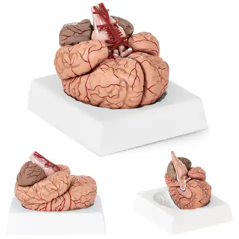 ⁨Anatomical model of the human brain 9 elements on a 1:1 scale⁩ at Wasserman.eu