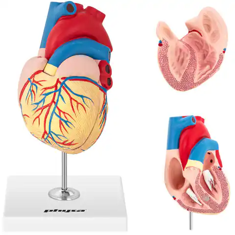 ⁨3D anatomical model of the human heart⁩ at Wasserman.eu