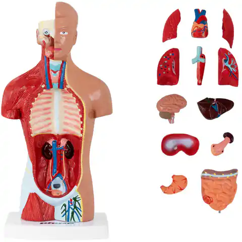 ⁨Model anatomiczny 3D tułowia człowieka⁩ w sklepie Wasserman.eu
