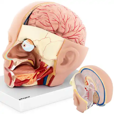 ⁨3D anatomical model of the head and brain of a human scale 1:1⁩ at Wasserman.eu