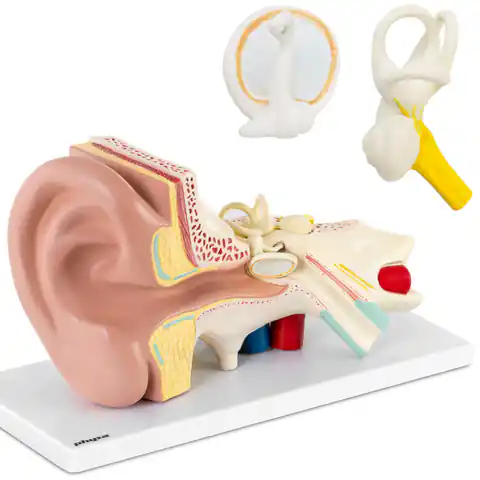 ⁨3D anatomical model of the human ear with removable elements 3:1 scale⁩ at Wasserman.eu