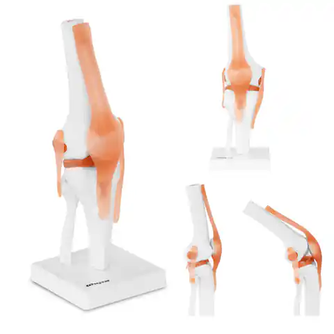 ⁨Anatomical model of the knee joint in 1:1 scale⁩ at Wasserman.eu