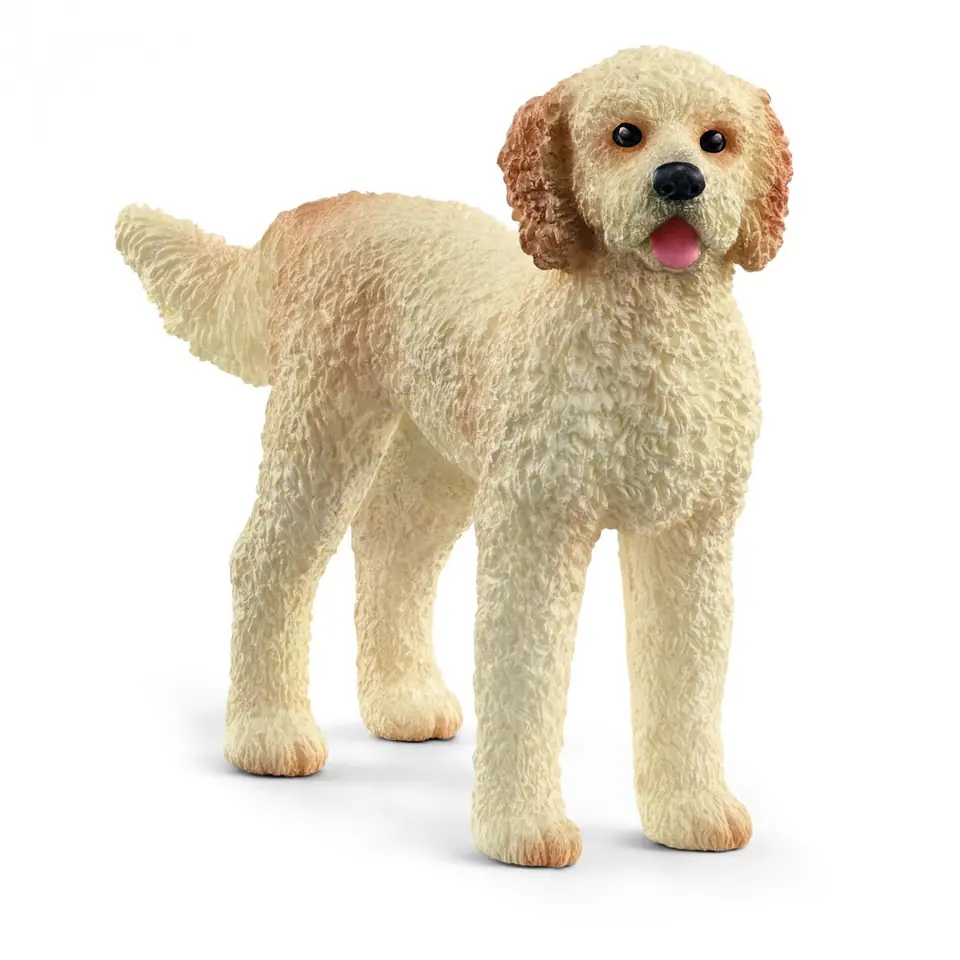 ⁨Figure Goldendoodle⁩ at Wasserman.eu