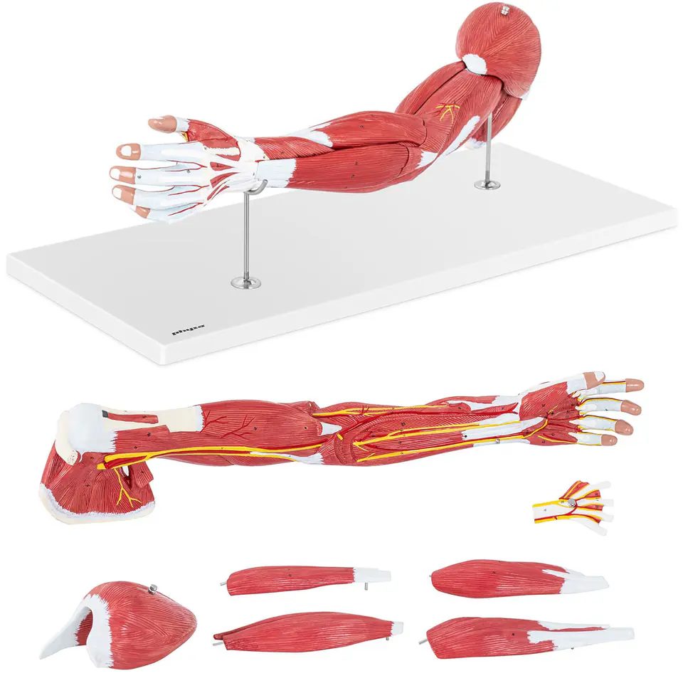 ⁨Model anatomiczny ramienia 3D w skali 1:1⁩ w sklepie Wasserman.eu