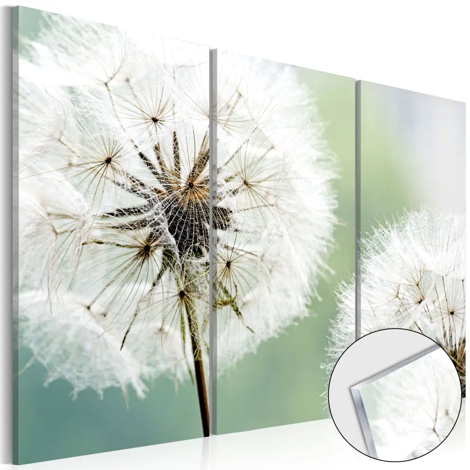 ⁨Picture on acrylic glass - Fluffy dandelions [Glass] (size 60x40)⁩ at Wasserman.eu