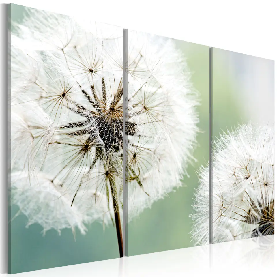 ⁨Picture - Fluffy dandelions (size 60x40)⁩ at Wasserman.eu