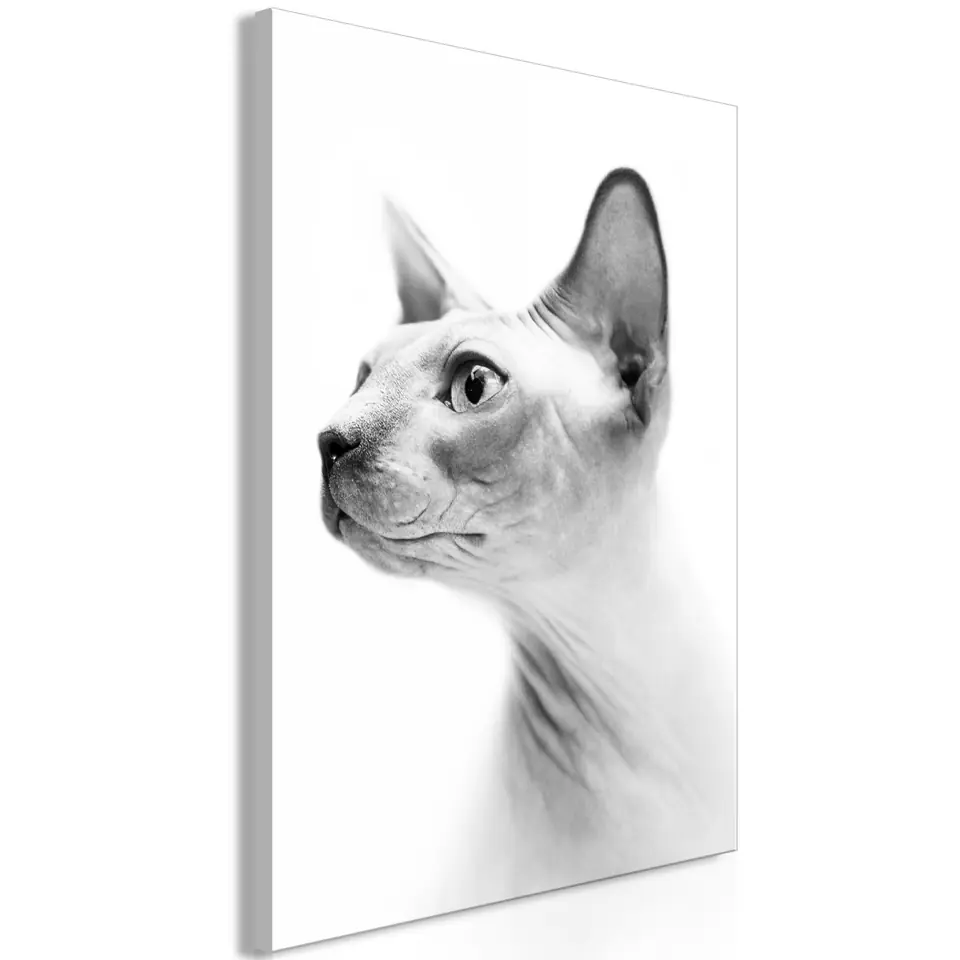 ⁨Image - Hairless cat (1-piece) vertical (size 40x60)⁩ at Wasserman.eu