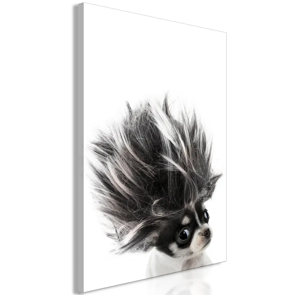 ⁨Obraz - Chihuahua (1-częściowy) pionowy (rozmiar 40x60, wykończenie Na płótnie włoskim)⁩ w sklepie Wasserman.eu