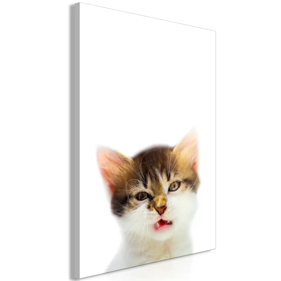 ⁨Obraz - Zirytowany kot (1-częściowy) pionowy (rozmiar 40x60, wykończenie Standard)⁩ w sklepie Wasserman.eu