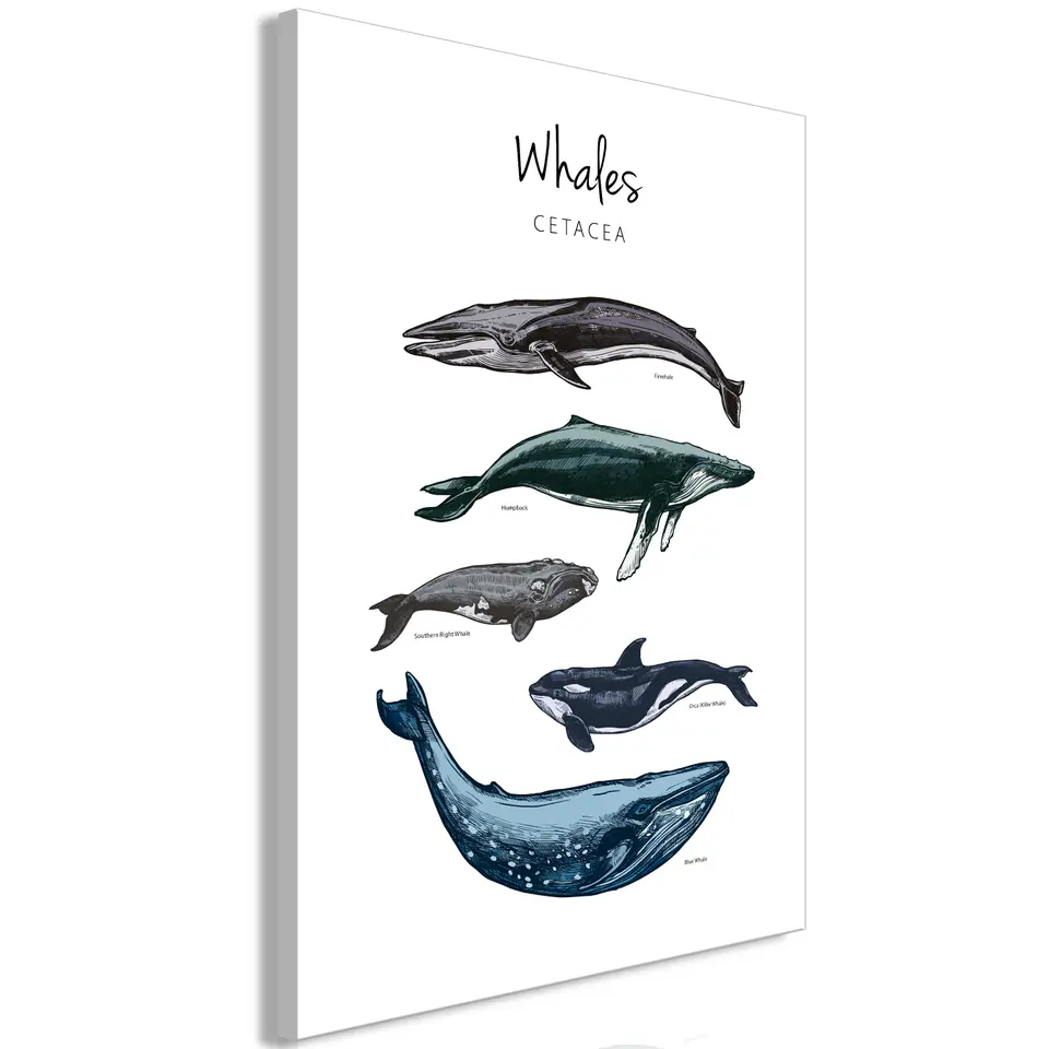 ⁨Picture - Whales (1-piece) vertical (size 40x60)⁩ at Wasserman.eu