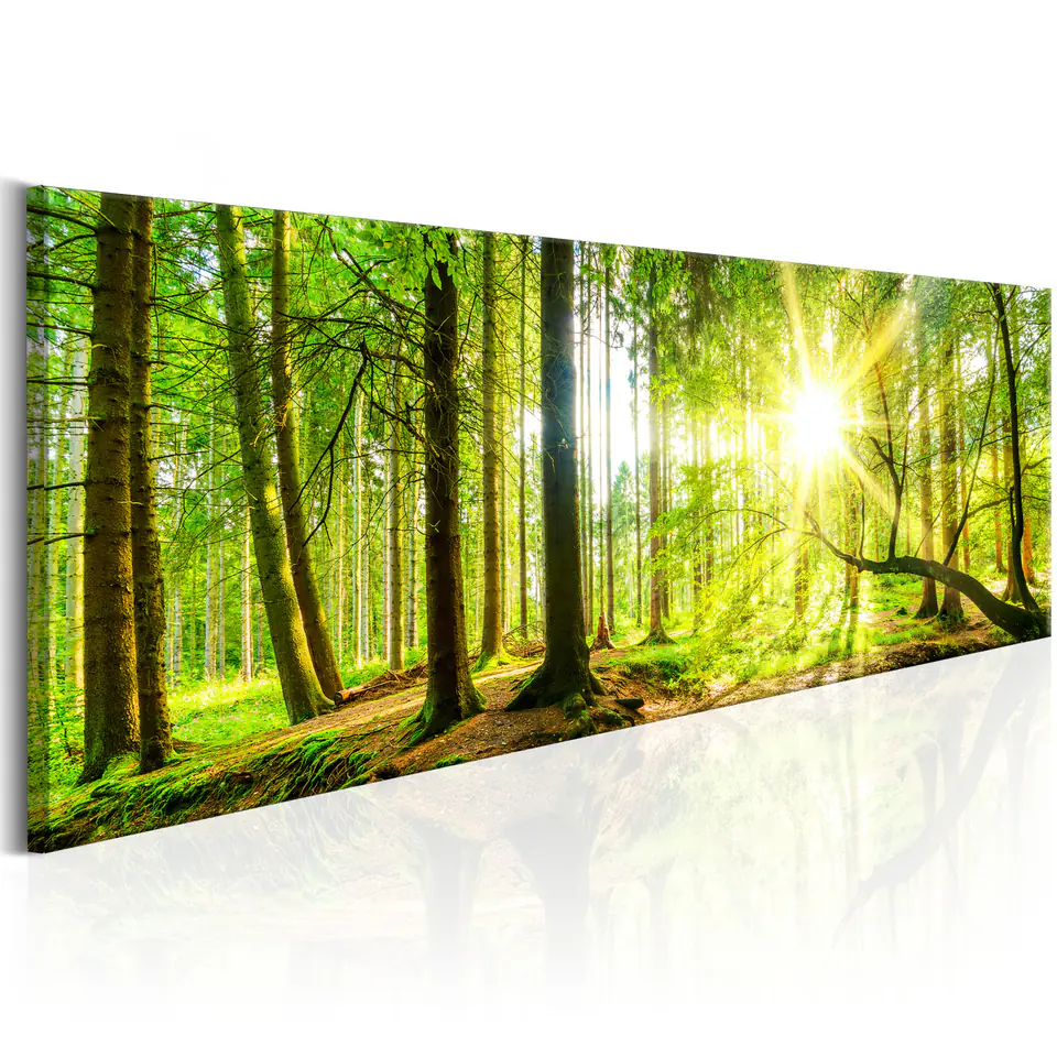 ⁨Obraz - Majestatyczne drzewa (rozmiar 120x40, wykończenie Premium Print)⁩ w sklepie Wasserman.eu