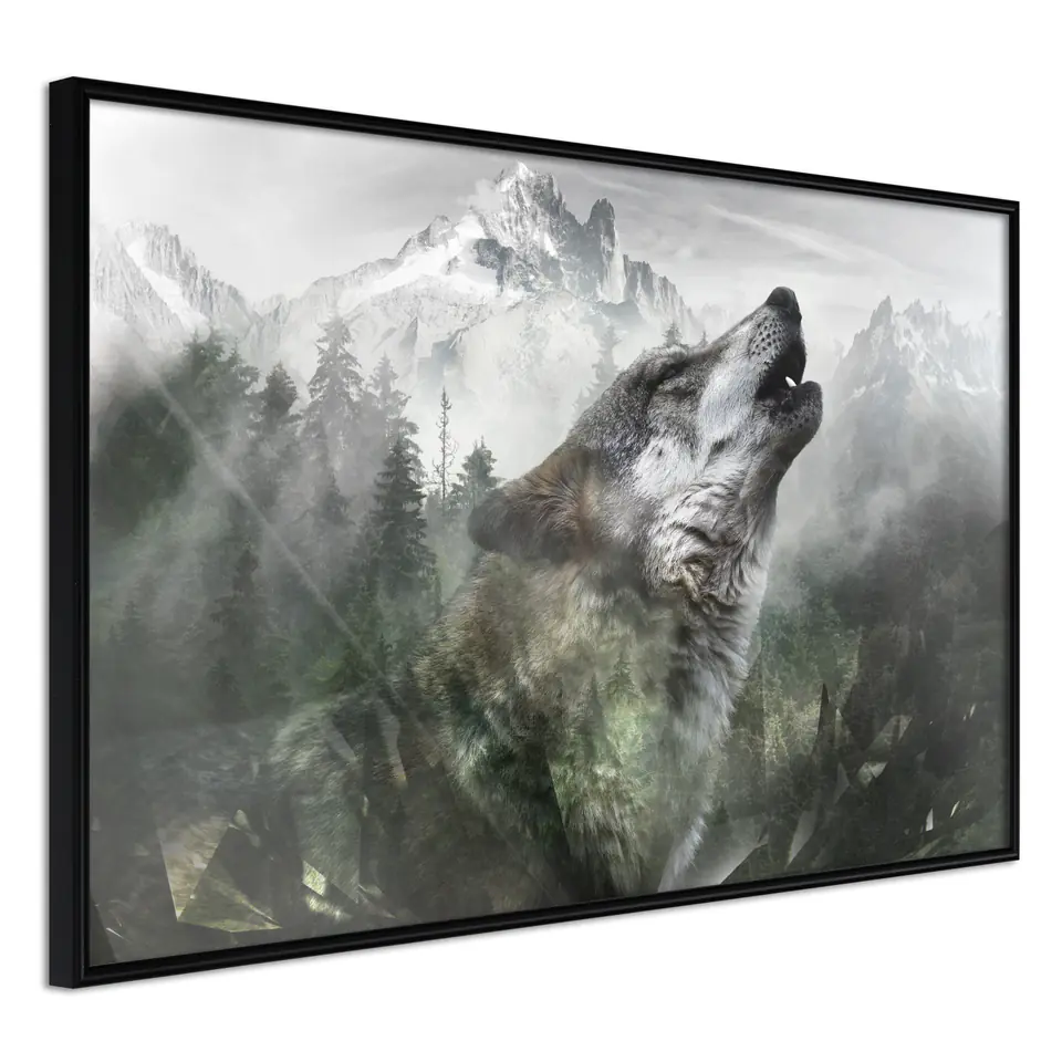 ⁨Plakat - Wyjący wilk [Poster] (rozmiar 30x20, wykończenie Rama czarna)⁩ w sklepie Wasserman.eu
