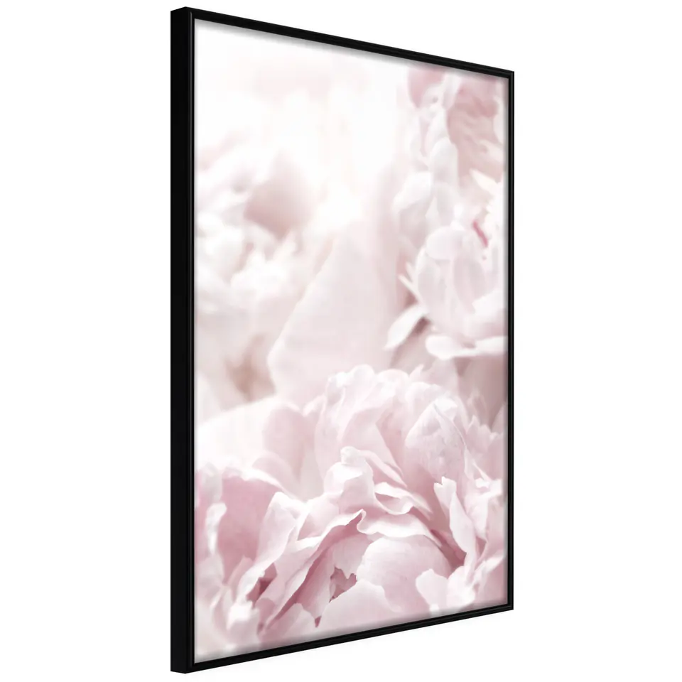 ⁨Plakat - Puszyste peonie [Poster] (rozmiar 20x30, wykończenie Rama czarna)⁩ w sklepie Wasserman.eu