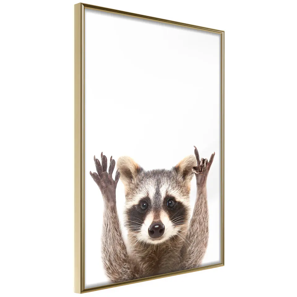 ⁨Poster - Funny raccoon (size 20x30, finish Gold frame)⁩ at Wasserman.eu