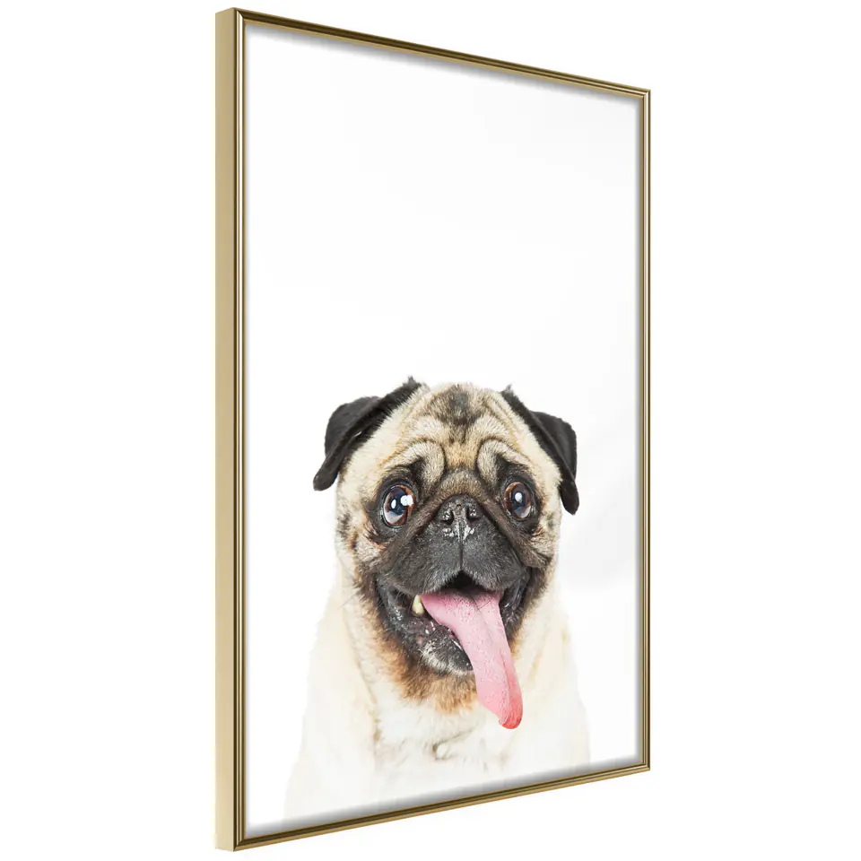 ⁨Poster - Funny pug (size 20x30, finish Gold frame)⁩ at Wasserman.eu