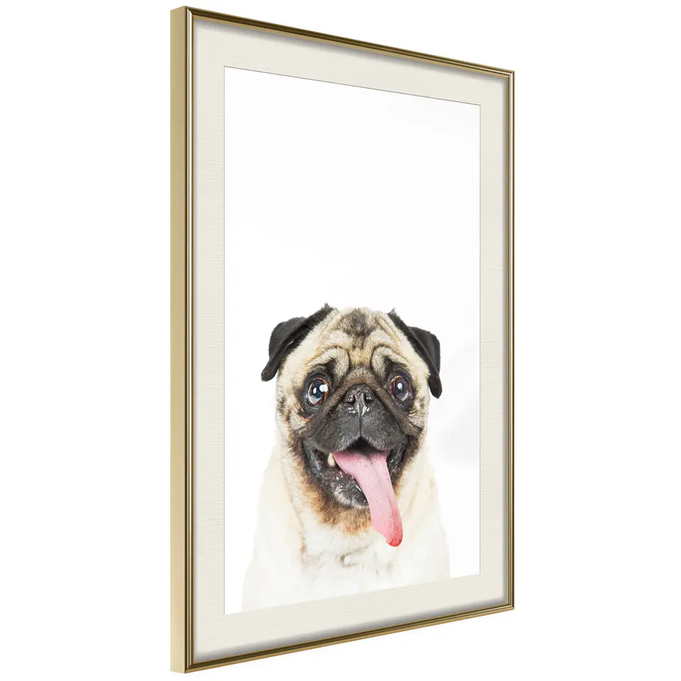 ⁨Plakat - Mops [Poster] (rozmiar 20x30, wykończenie Rama złota z passe-partout)⁩ w sklepie Wasserman.eu