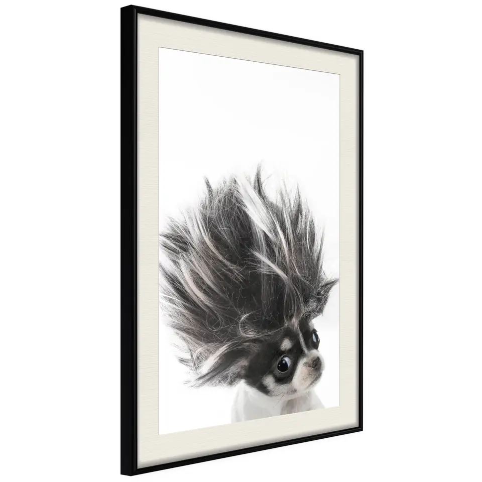 ⁨Poster - Funny chihuahua (size 20x30, finish Black frame with passe-partout)⁩ at Wasserman.eu