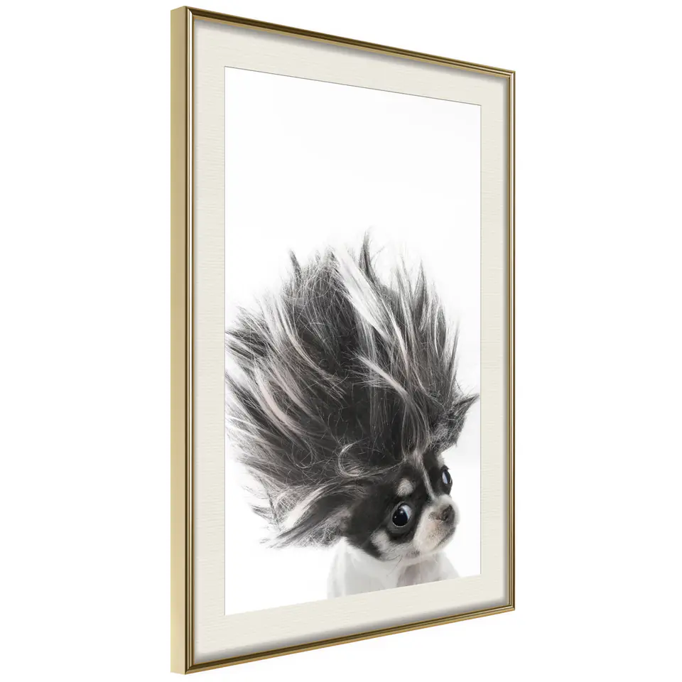 ⁨Poster - Funny chihuahua (size 20x30, finish Gold frame with passe-partout)⁩ at Wasserman.eu