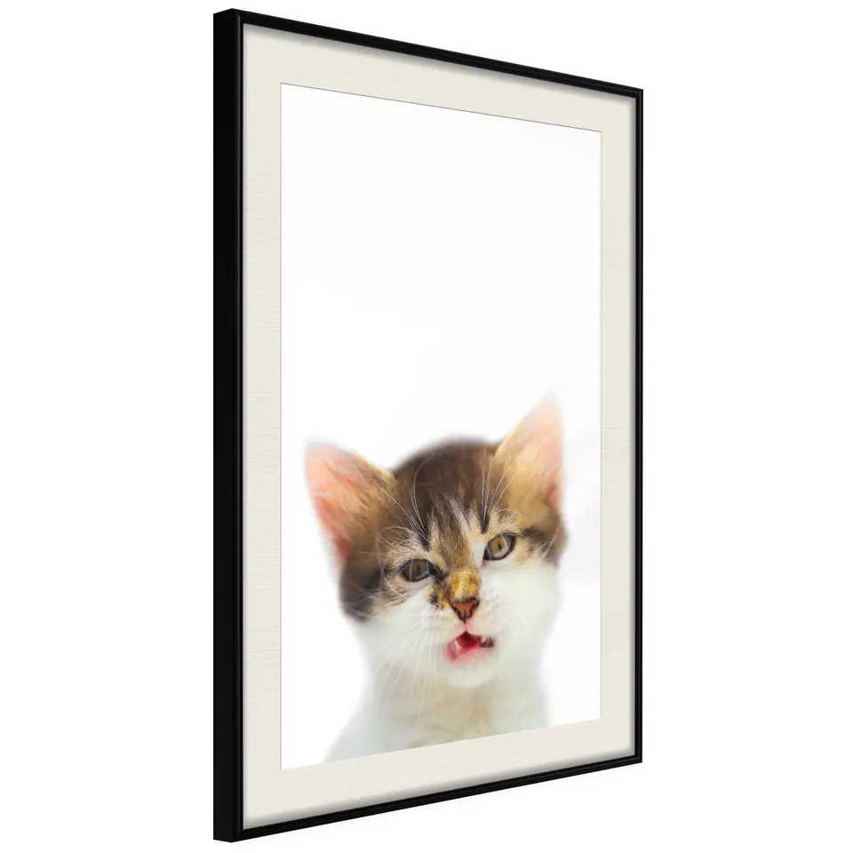 ⁨Poster - Funny kitten (size 20x30, finish Black frame with passe-partout)⁩ at Wasserman.eu