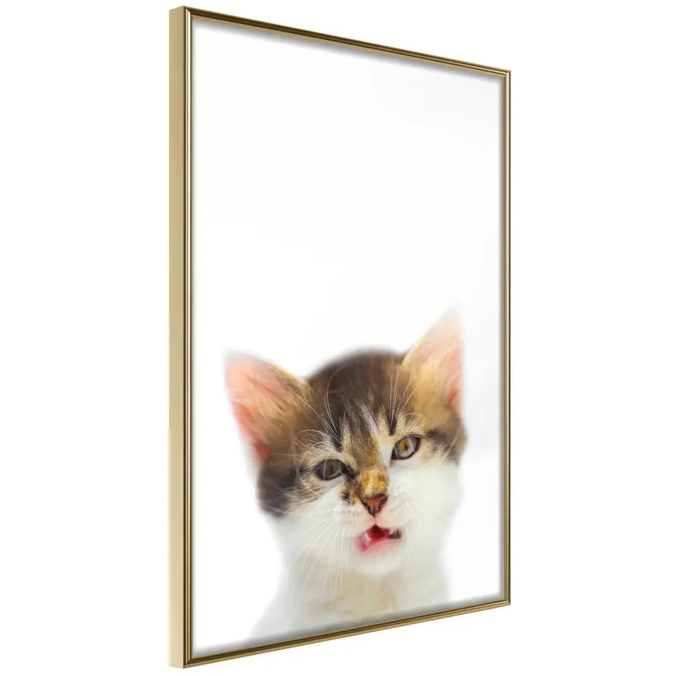 ⁨Poster - Funny kitten (size 20x30, finish Gold frame)⁩ at Wasserman.eu