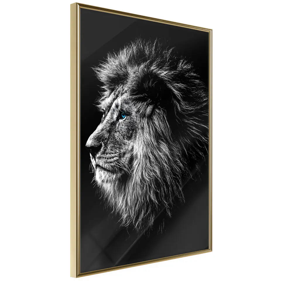⁨Plakat - Niebieskooki lew [Poster] (rozmiar 20x30, wykończenie Rama złota)⁩ w sklepie Wasserman.eu
