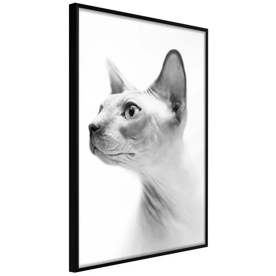 ⁨Plakat - Bezwłosy kot [Poster] (rozmiar 20x30, wykończenie Rama czarna)⁩ w sklepie Wasserman.eu
