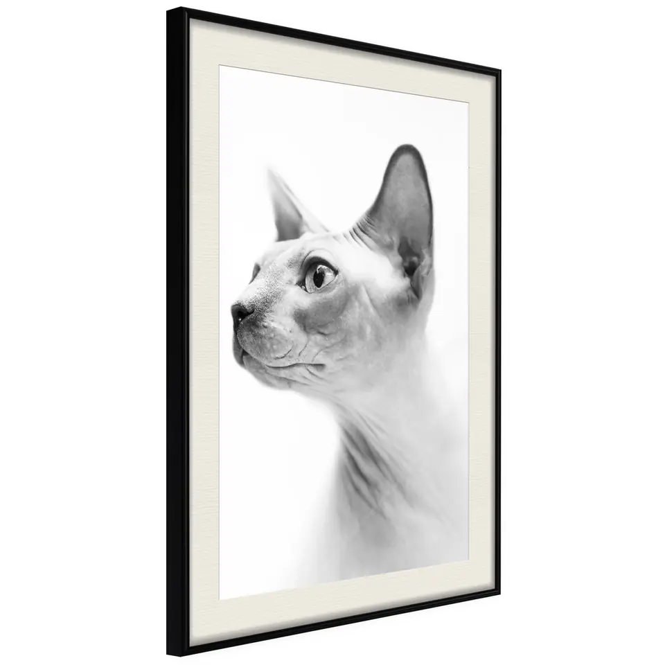 ⁨Poster - Sphinx (size 40x60, finish Black frame with passe-partout)⁩ at Wasserman.eu
