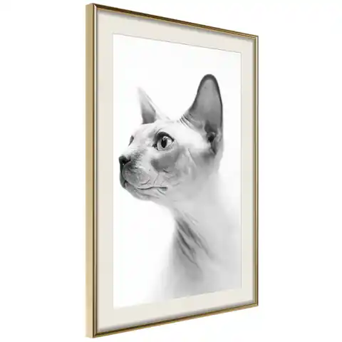 ⁨Plakat - Bezwłosy kot [Poster] (rozmiar 40x60, wykończenie Rama złota z passe-partout)⁩ w sklepie Wasserman.eu