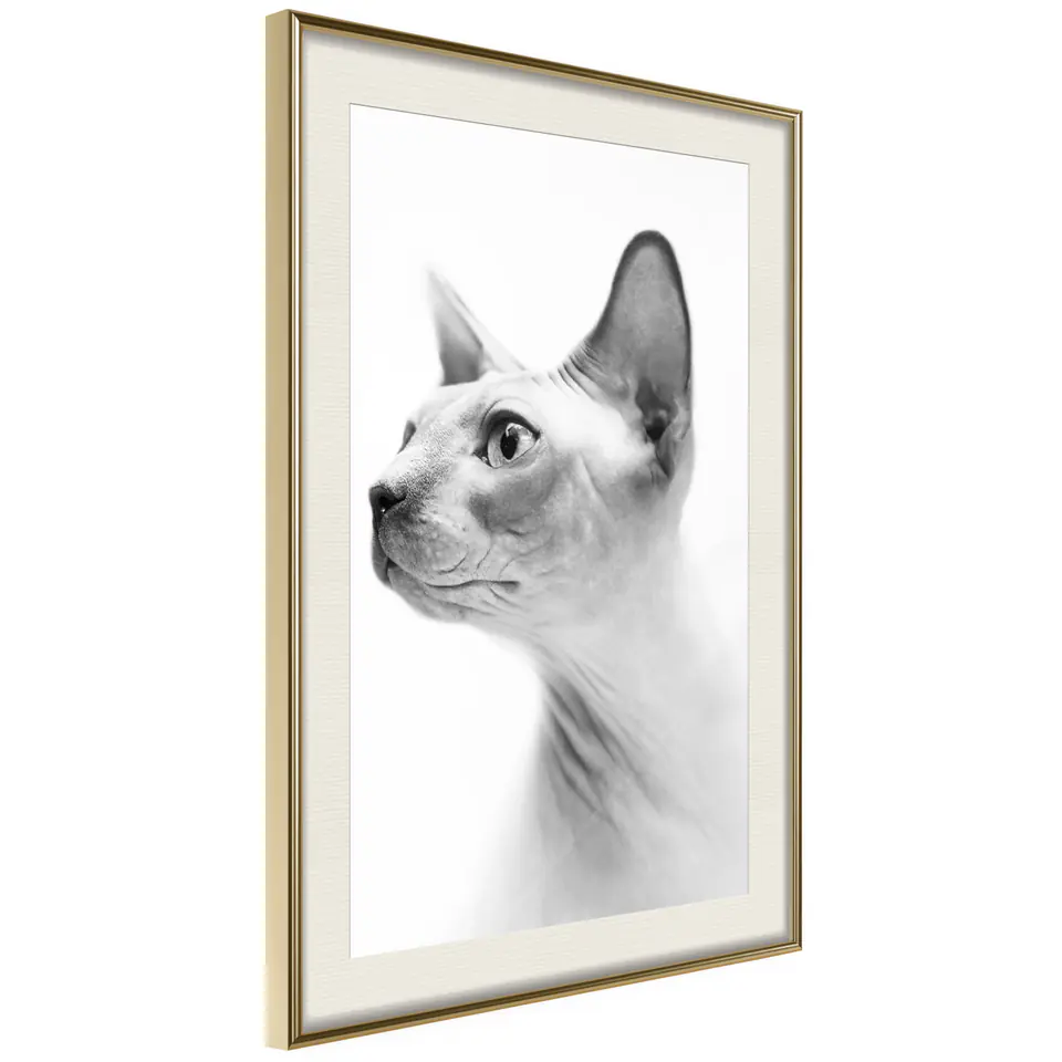 ⁨Plakat - Bezwłosy kot [Poster] (rozmiar 20x30, wykończenie Rama złota z passe-partout)⁩ w sklepie Wasserman.eu