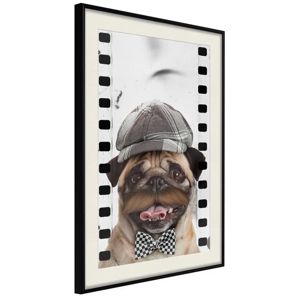 ⁨Plakat - Mops w czapce [Poster] (rozmiar 20x30, wykończenie Rama czarna z passe-partout)⁩ w sklepie Wasserman.eu