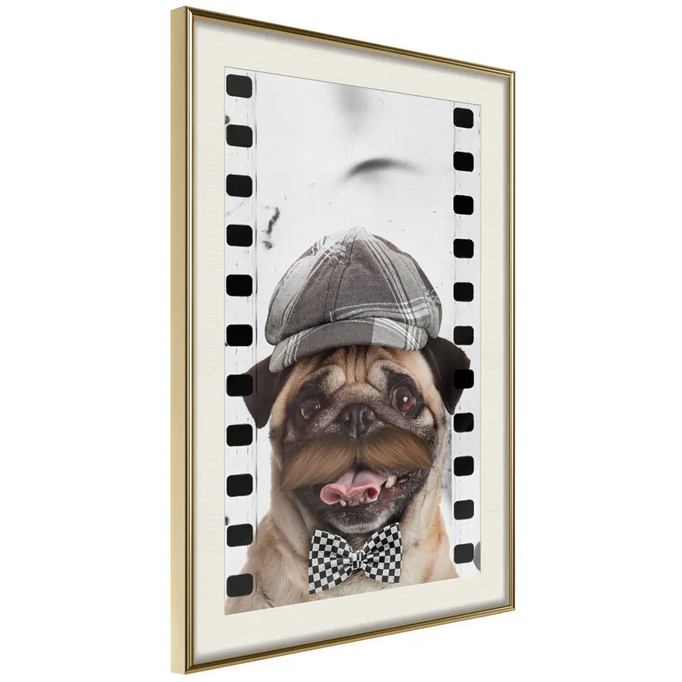 ⁨Plakat - Mops w czapce [Poster] (rozmiar 30x45, wykończenie Rama złota z passe-partout)⁩ w sklepie Wasserman.eu