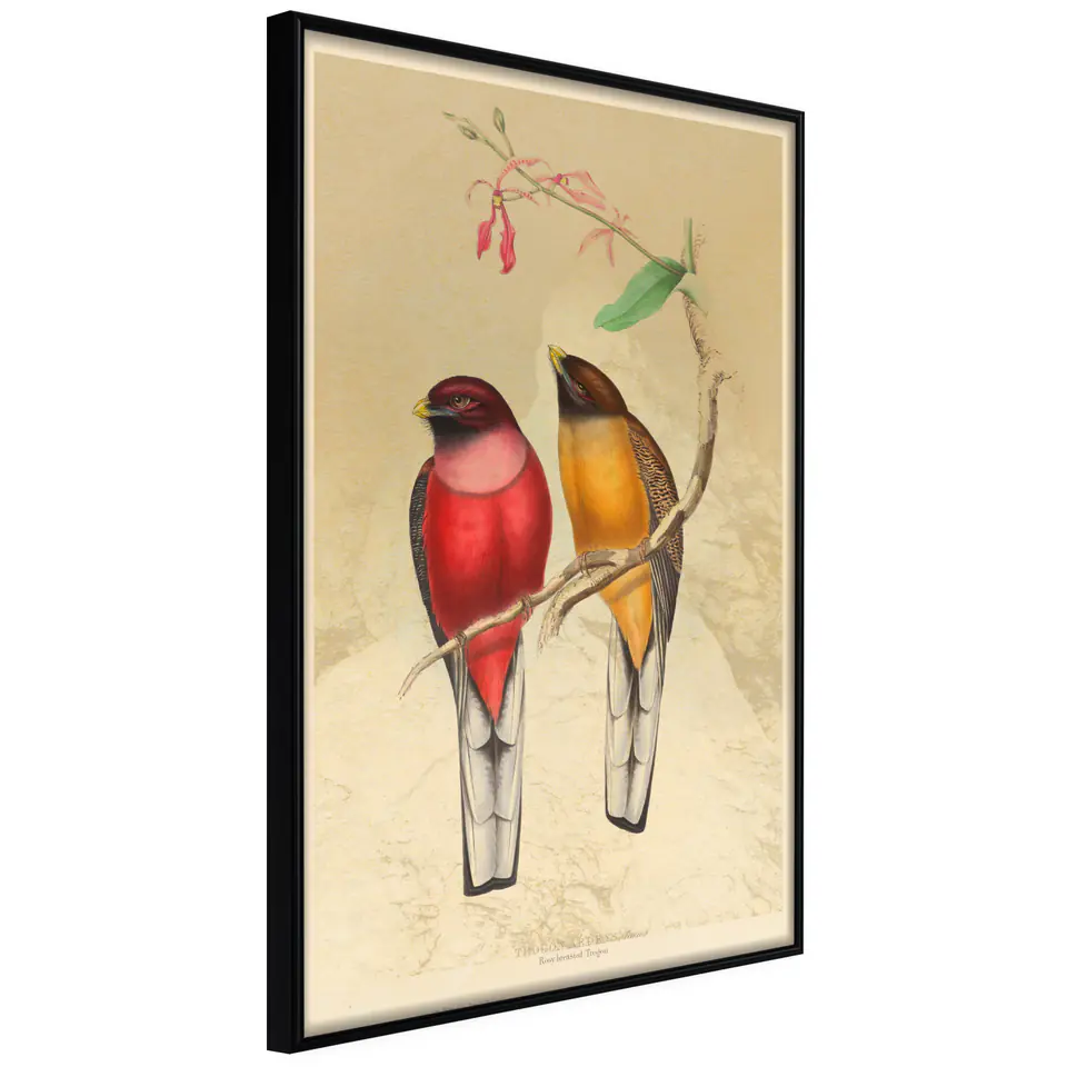 ⁨Poster - Ornithologist's drawings (size 20x30, finish Frame black)⁩ at Wasserman.eu