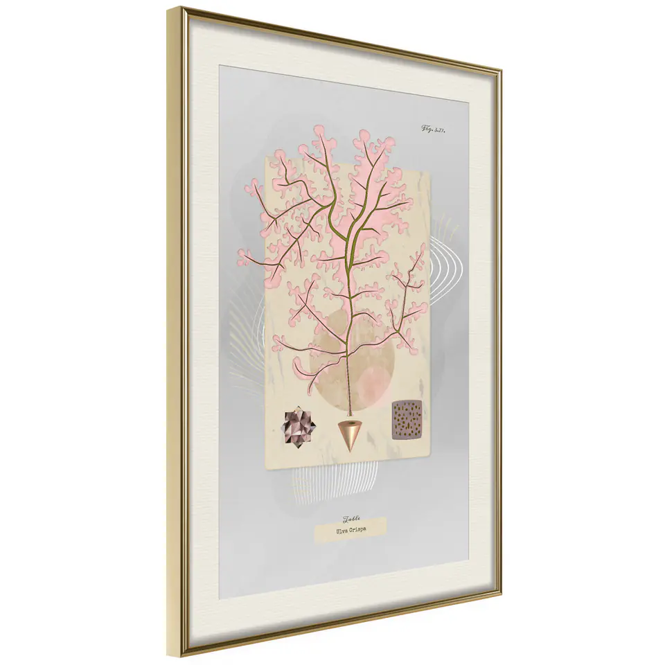 ⁨Poster - Seaweed (size 20x30, finish Gold frame with passe-partout)⁩ at Wasserman.eu