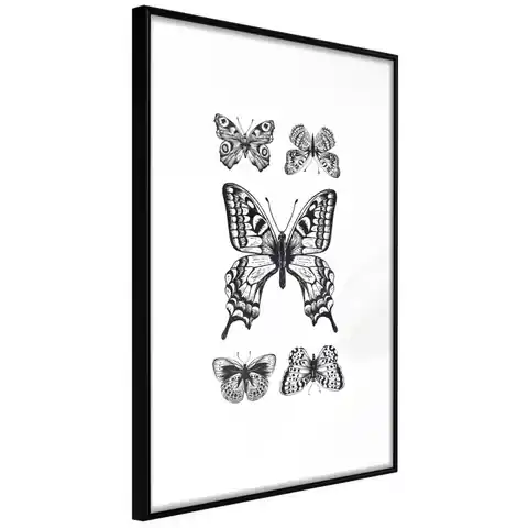 ⁨Poster - Butterfly Collection IV (size 20x30, finish Frame black)⁩ at Wasserman.eu