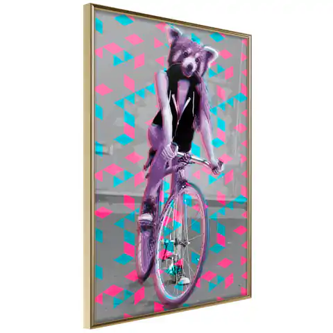 ⁨Plakat - Szop na rowerze [Poster] (rozmiar 30x45, wykończenie Rama złota)⁩ w sklepie Wasserman.eu