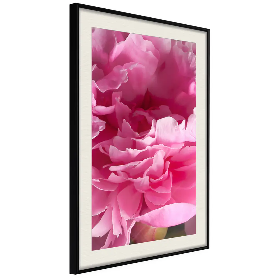 ⁨Plakat - Piękne piwonie [Poster] (rozmiar 30x45, wykończenie Rama czarna z passe-partout)⁩ w sklepie Wasserman.eu