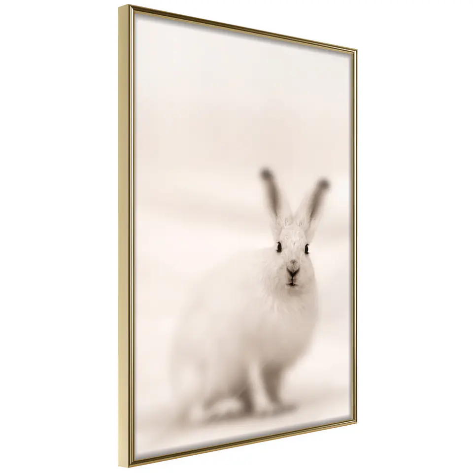 ⁨Poster - Curious rabbit (size 20x30, finish Gold frame)⁩ at Wasserman.eu