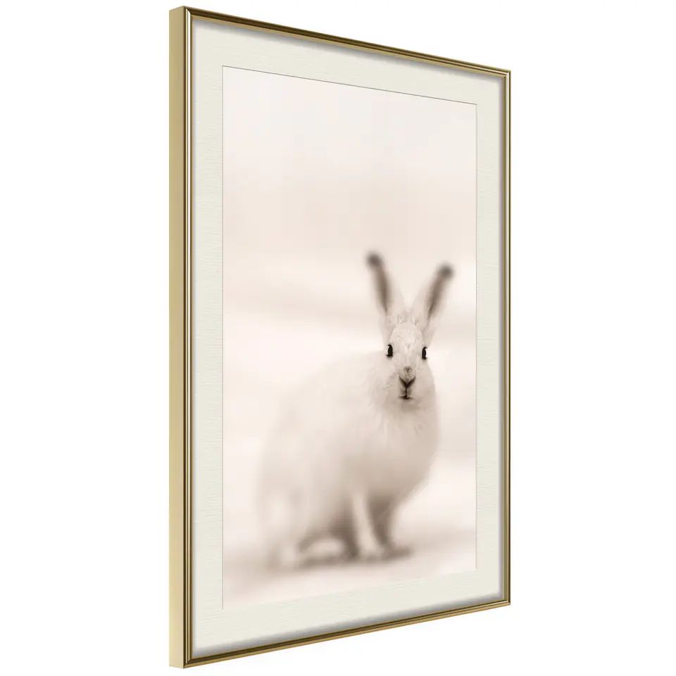 ⁨Poster - Curious, rabbit (size 20x30, finish Gold frame with passe-partout)⁩ at Wasserman.eu