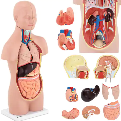 ⁨Model anatomiczny 3D tułowia człowieka z wyjmowanymi organami⁩ w sklepie Wasserman.eu