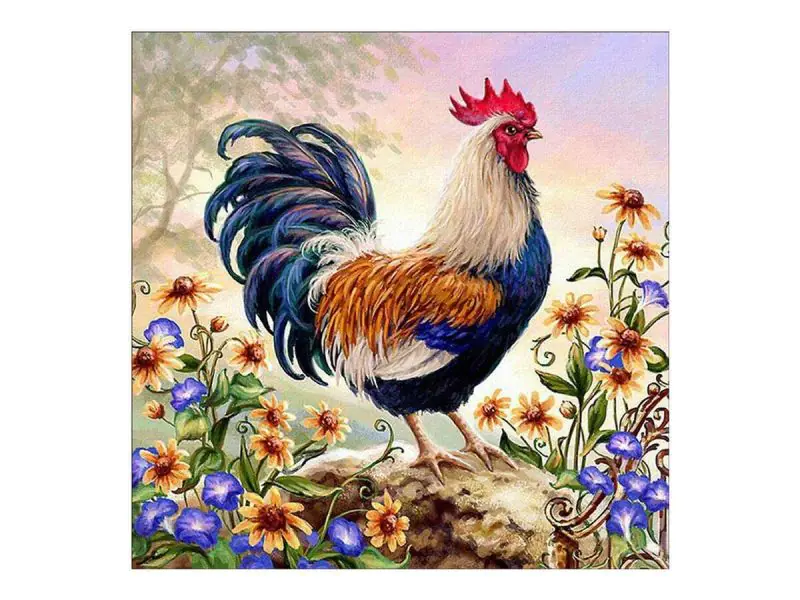 ⁨Haft Diamentowy, Obraz, Mozaika Diamentowa Diamond Painting, KOLOROWY KOGUT 30x30cm⁩ w sklepie Wasserman.eu