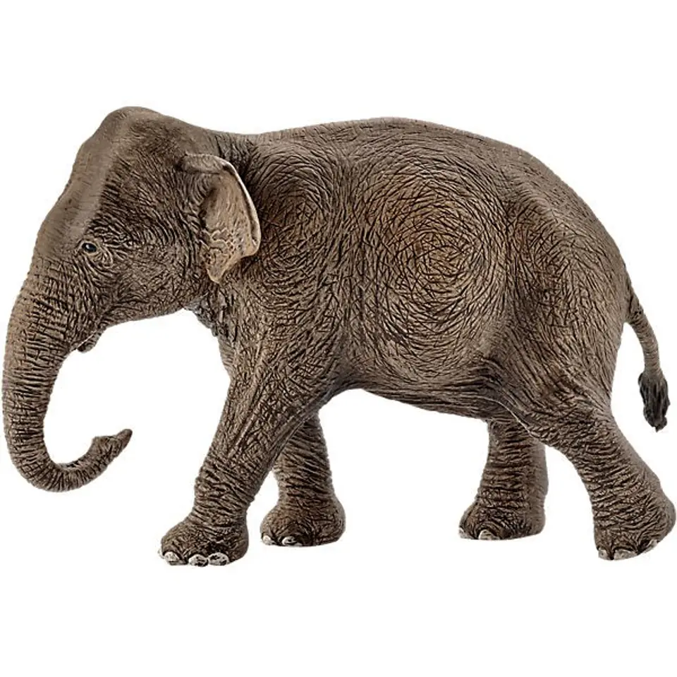 Asian Elephant Female at Wasserman.eu