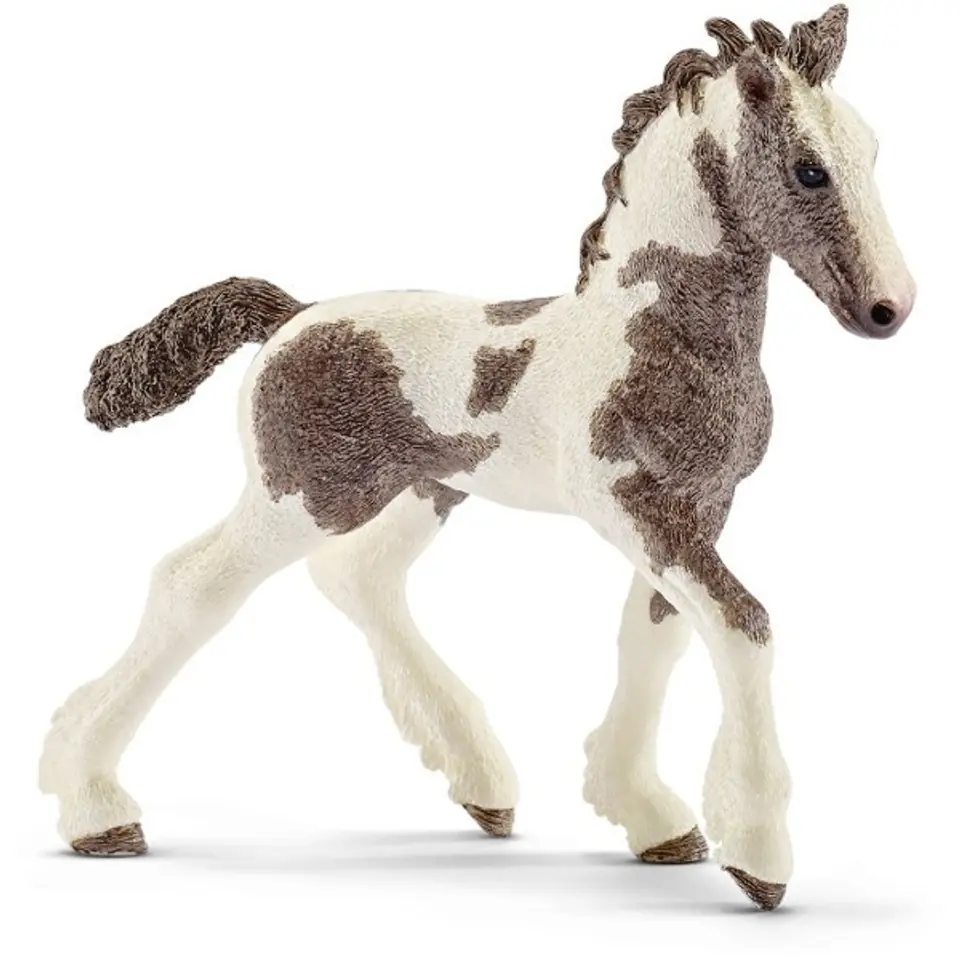 ⁨Tinker foal⁩ at Wasserman.eu