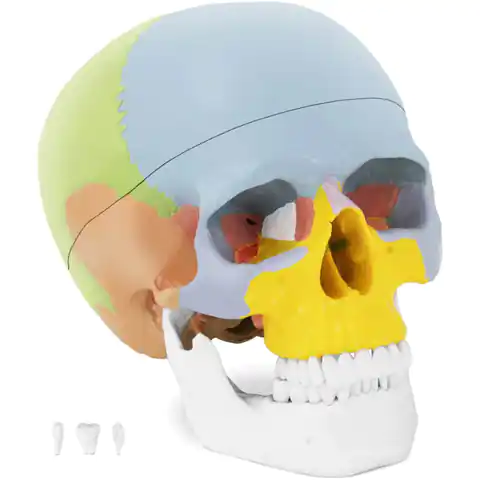 ⁨Model anatomiczny czaszki człowieka kolorowa w skali 1:1 + Zęby 3 szt.⁩ w sklepie Wasserman.eu